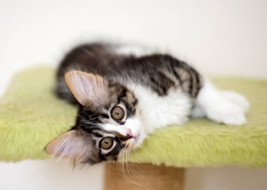 Evcil hayvan; sevimli kedi.