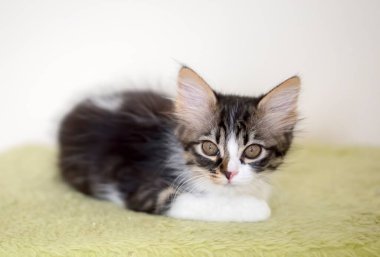 Evcil hayvan; sevimli kedi.