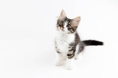 Evcil hayvan; sevimli kedi.