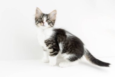 Evcil hayvan; sevimli kedi.