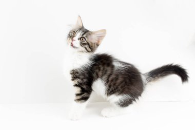 Evcil hayvan; sevimli kedi.