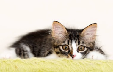 Evcil hayvan; sevimli kedi.