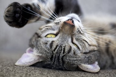 Evcil hayvan; sevimli kedi.