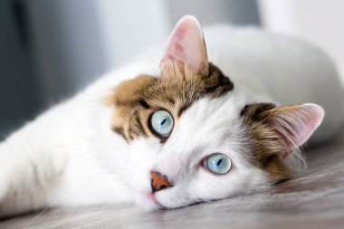 Evcil hayvan; sevimli kedi.