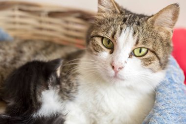 Evcil hayvan; sevimli kedi.