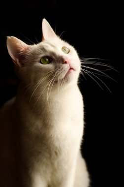 Evcil hayvan; sevimli kedi.