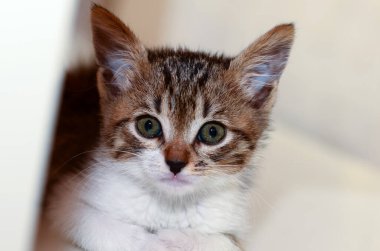 Evcil hayvan; sevimli kedi.