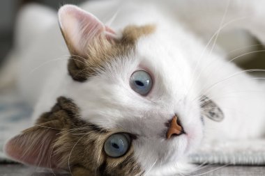 Evcil hayvan; sevimli kedi.