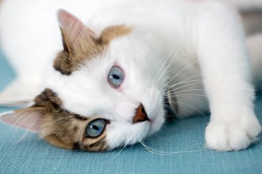 Evcil hayvan; sevimli kedi.