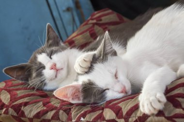 Evcil hayvan; sevimli kedi.