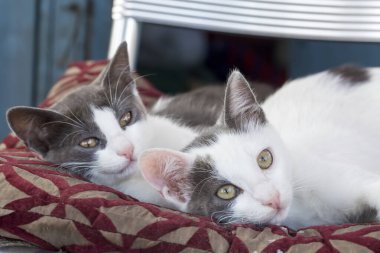 Evcil hayvan; sevimli kedi.