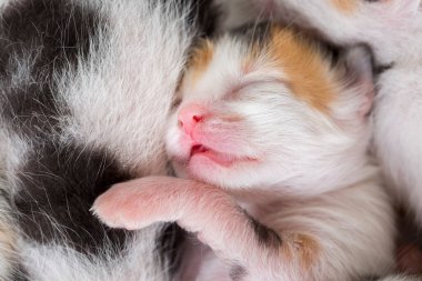 Evcil hayvan; sevimli kedi.