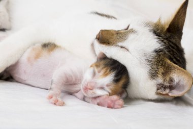 Evcil hayvan; anne kedi ve yavru kedi