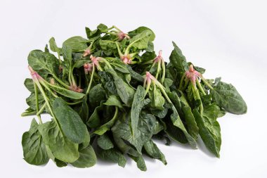 Beyaz arka planda yeşil taze organik ıspanak.