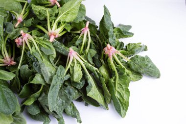 Beyaz arka planda yeşil taze organik ıspanak.