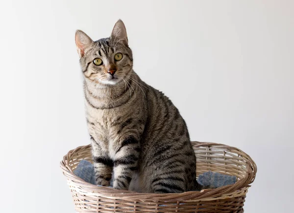 Dieren Schattige Kat — Stockfoto