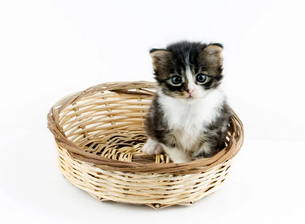 Zwierzęta Domowe Ładny Kot — Zdjęcie stockowe