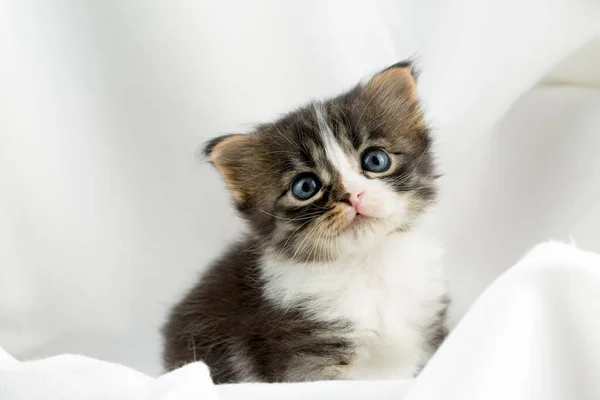 Pet Animal Cute Cat — Stock Photo, Image