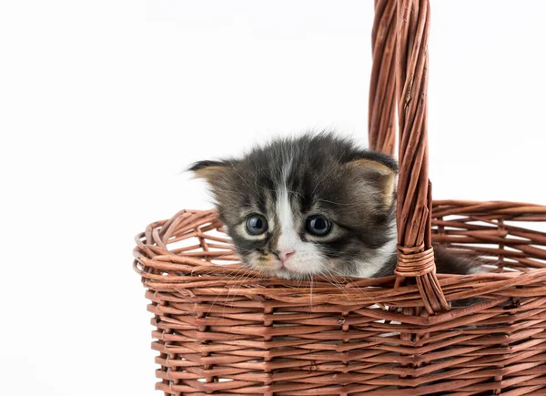 Zwierzęta Domowe Ładny Kot — Zdjęcie stockowe