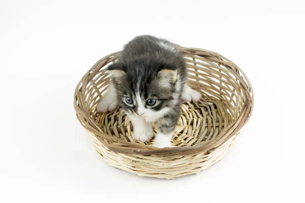 Dieren Schattige Kat — Stockfoto