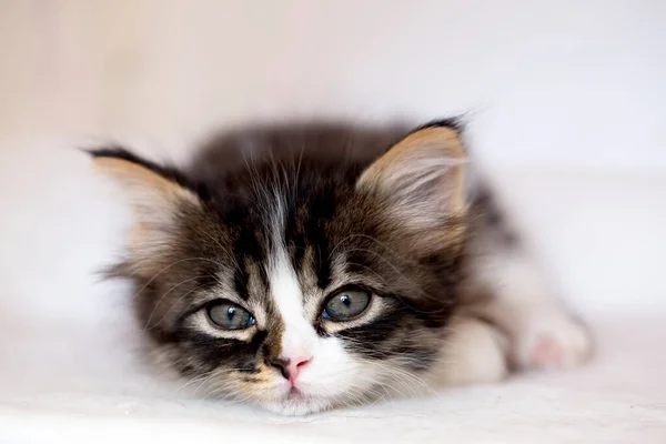 Pet Animal Cute Cat — Stock Photo, Image