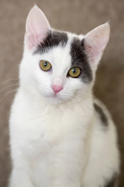 Animal Estimação Gato Bonito — Fotografia de Stock