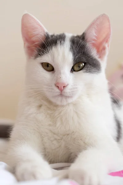 Evcil Hayvan Sevimli Kedi — Stok fotoğraf