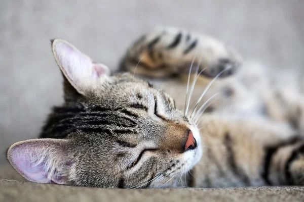 Haustier Niedliche Katze — Stockfoto