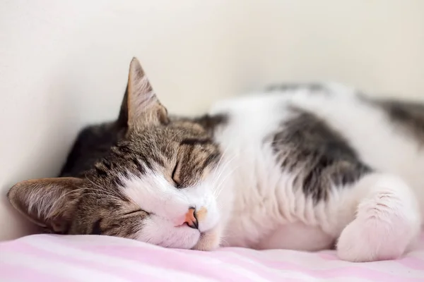 Haustier Niedliche Katze — Stockfoto