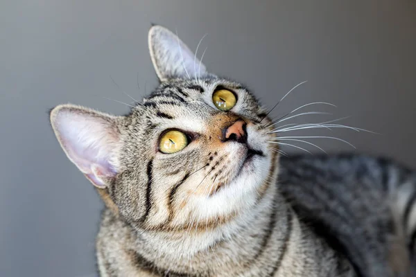 Domácí Zvíře Roztomilá Kočka — Stock fotografie