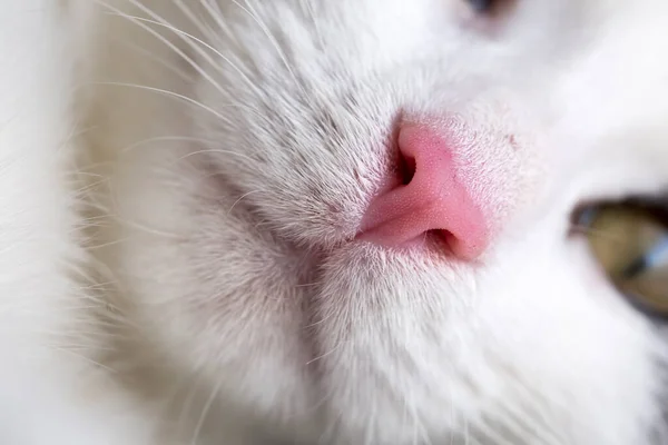 Haustier Niedliche Katze — Stockfoto