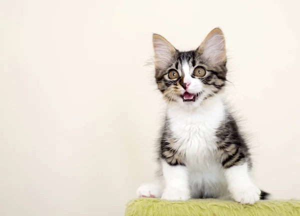 Dieren Schattige Kat — Stockfoto