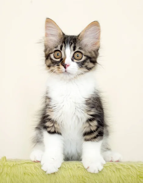 ペット動物可愛い猫 — ストック写真