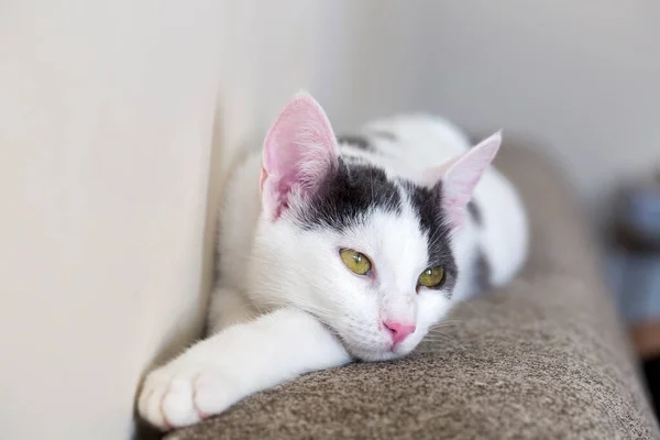 Animal Estimação Gato Bonito — Fotografia de Stock