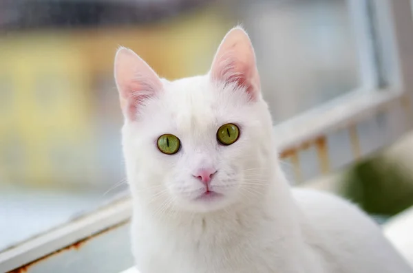 ペット動物可愛い猫 — ストック写真