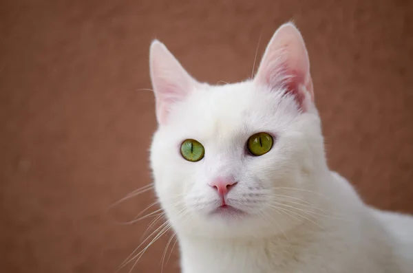 Hewan Peliharaan Kucing Lucu — Stok Foto