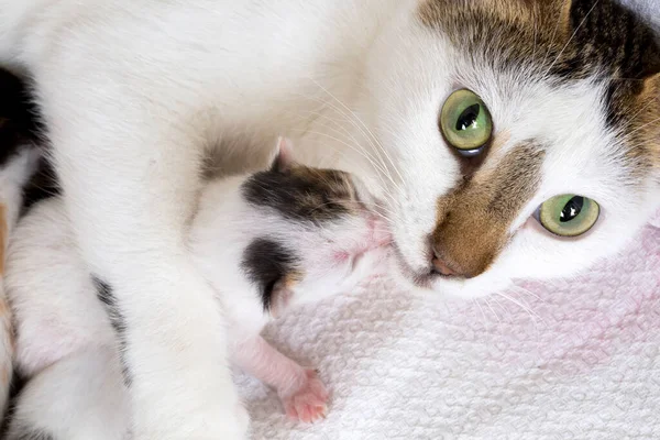 Haustier Niedliche Katze — Stockfoto