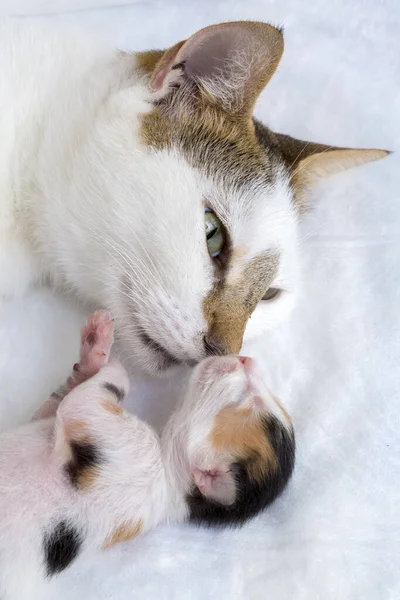 Haustier Niedliche Katze — Stockfoto