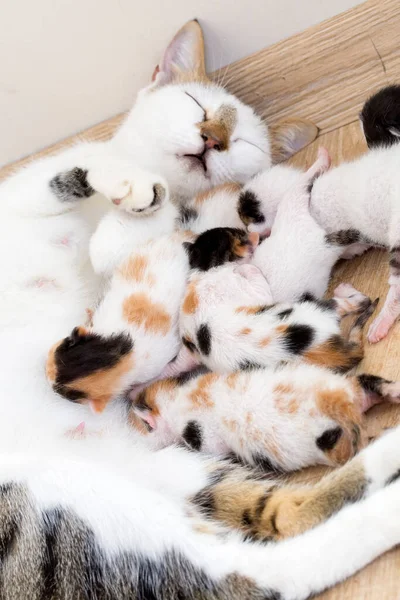 Dieren Schattige Kat — Stockfoto