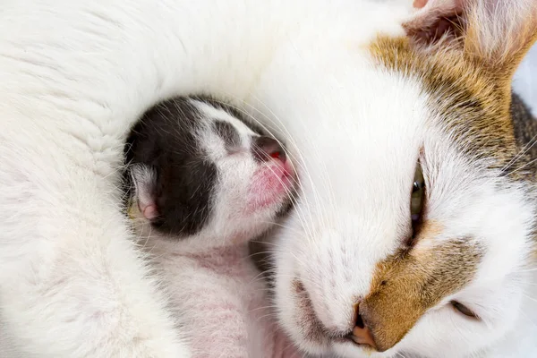 Animales Compañía Gato Madre Gato Bebé — Foto de Stock