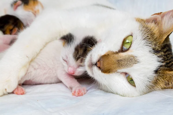 Mutter Katze Und Baby Katze — Stockfoto