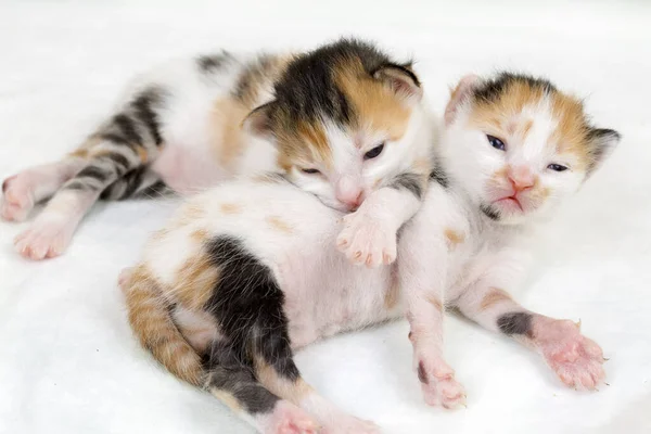 Pet Animal Cute Baby Cats — Stock Photo, Image