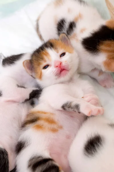Haustier Niedliche Babykatze — Stockfoto