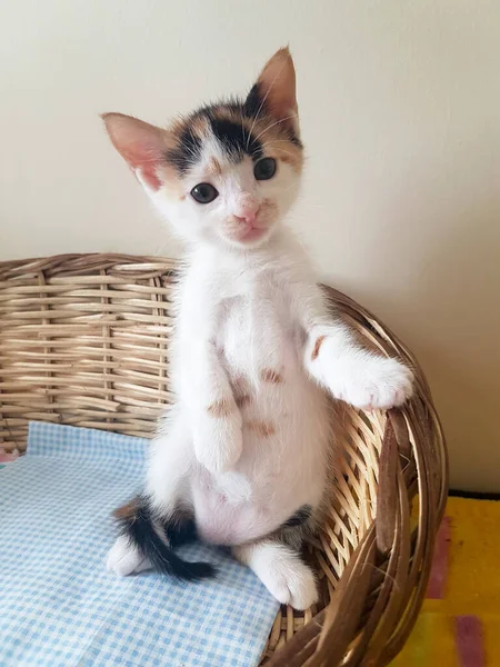 Dieren Schattige Babykat — Stockfoto