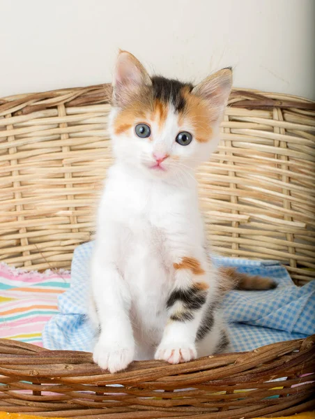 Animal Estimação Gato Bebê Bonito — Fotografia de Stock