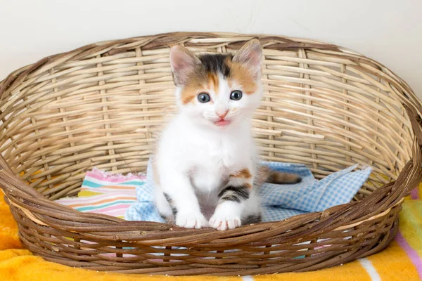 ペット動物可愛い赤ちゃん猫 — ストック写真