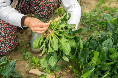 İzmir 'de Yeşil Ispanak tarlası