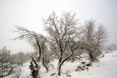 Türkiye İzmir Kara Gölü (Karagol) kış manzarası (İzmir Yamanlar)