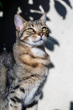 Şirin sokak kedisi (Türkiye İzmir)