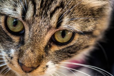 Şirin sokak kedisi (Türkiye İzmir)